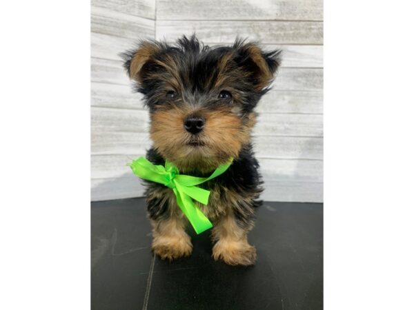 Yorkshire Terrier-DOG-Male-Black / Gold-4045-Petland Knoxville, Tennessee