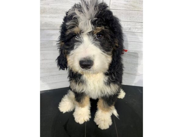 Bernadoodle-DOG-Male-Tri-Colored-4041-Petland Knoxville, Tennessee