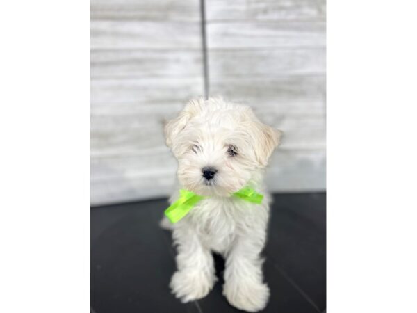 Maltese-DOG-Male-White-4034-Petland Knoxville, Tennessee