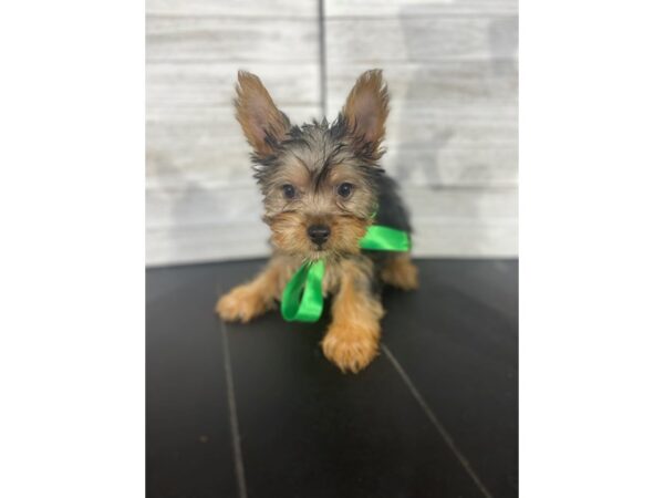 Silky Terrier-DOG-Male-Black and Tan-4031-Petland Knoxville, Tennessee