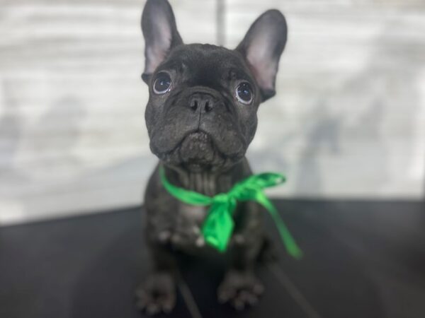 French Bulldog-DOG-Male-Black Brindle-4039-Petland Knoxville, Tennessee