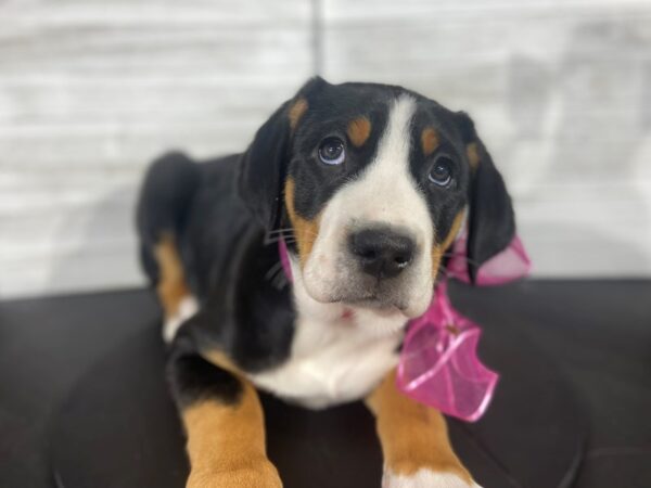Greater Swiss Mountain Dog DOG Female 4047 Petland Knoxville, Tennessee