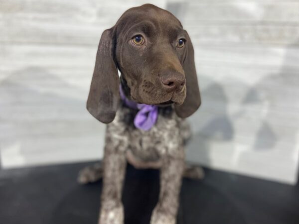 German Shorthair Pointer DOG Female white/liver 4054 Petland Knoxville, Tennessee