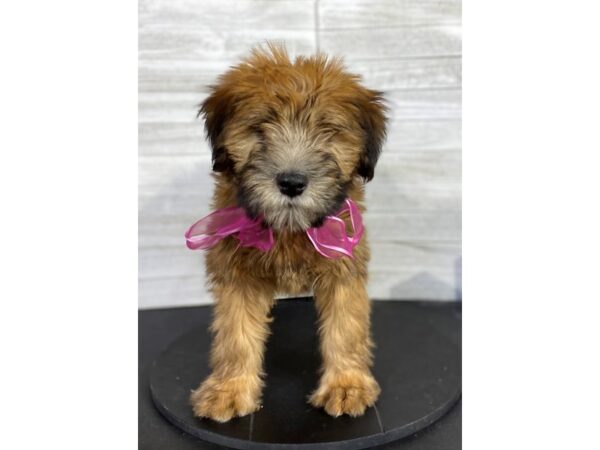 Soft Coated Wheaten Terrier-DOG-Female-Wheaten-4056-Petland Knoxville, Tennessee