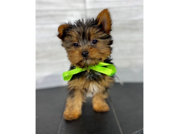 Yorkshire Terrier-DOG-Male-blk / tan-4059-Petland Knoxville, Tennessee