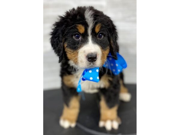 Bernese Mountain Dog-DOG-Female-Tri-Colored-4065-Petland Knoxville, Tennessee