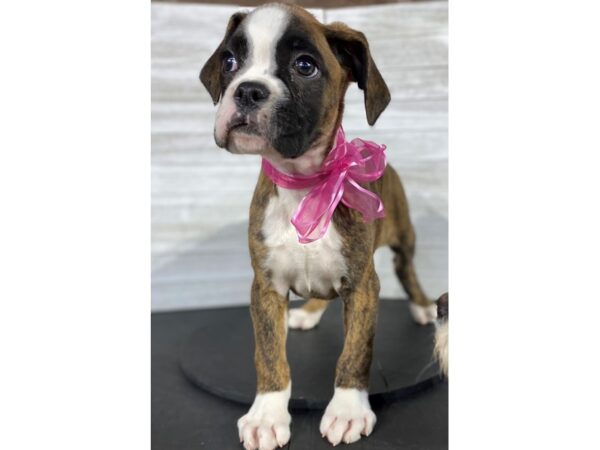 Boxer-DOG-Female-Brindle-4062-Petland Knoxville, Tennessee