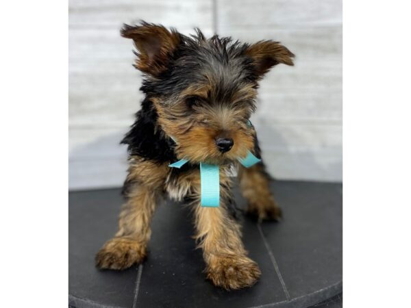 Yorkshire Terrier-DOG-Male-brown/black-4061-Petland Knoxville, Tennessee
