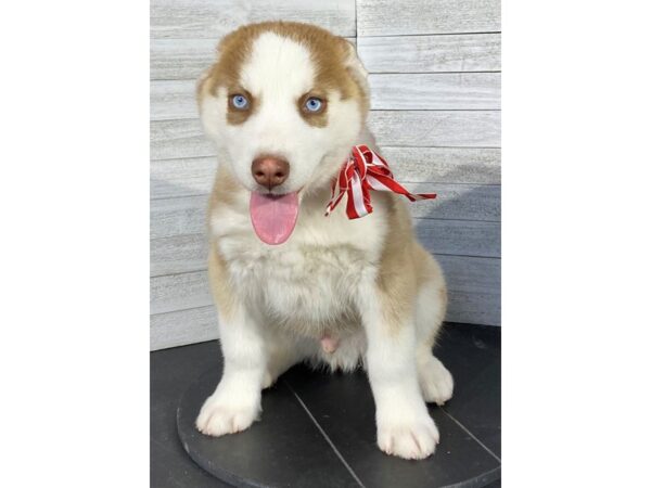 Siberian Husky-DOG-Male-red/White-4064-Petland Knoxville, Tennessee