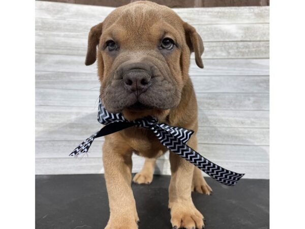 Bull Pei DOG Male Blue Fawn 4070 Petland Knoxville, Tennessee