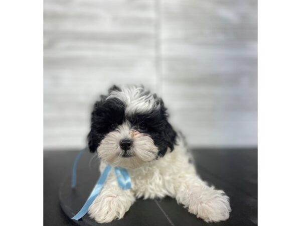 ShizaPoo-DOG-Male-White / Black-4067-Petland Knoxville, Tennessee