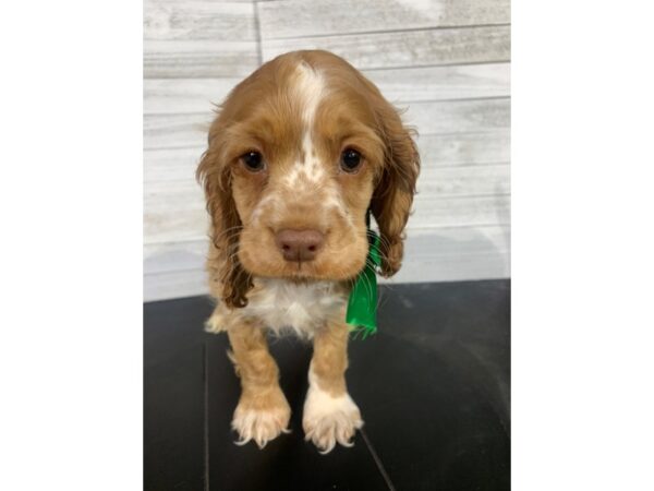 Cocker Spaniel-DOG-Male-Red-4069-Petland Knoxville, Tennessee