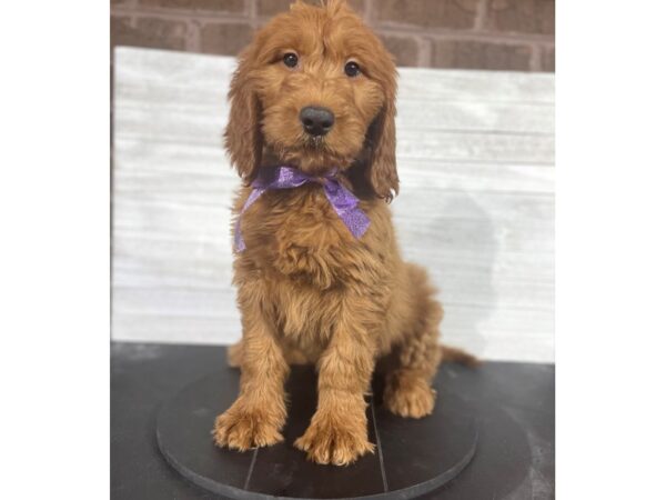 Goldendoodle-DOG-Male-Red-4071-Petland Knoxville, Tennessee