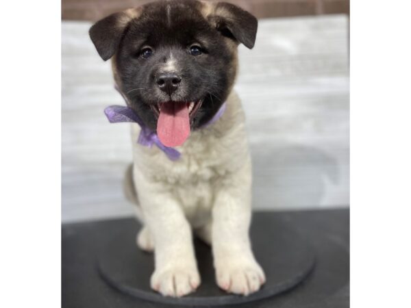 Akita-DOG-Male-Brindle / White-4072-Petland Knoxville, Tennessee