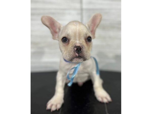 French Bulldog-DOG-Male-Cream-4073-Petland Knoxville, Tennessee