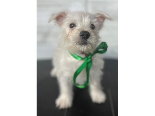 West Highland White Terrier-DOG-Female-White-4084-Petland Knoxville, Tennessee
