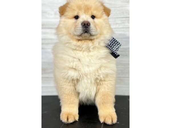 Chow Chow-DOG-Male-Cream-4075-Petland Knoxville, Tennessee
