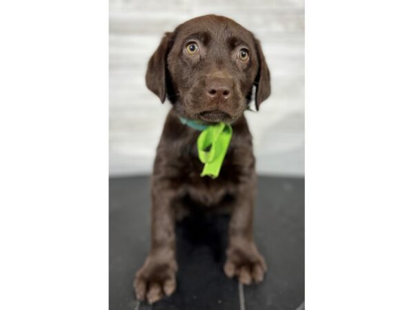 Labrador Retriever-DOG-Female-Chocolate-4079-Petland Knoxville, Tennessee