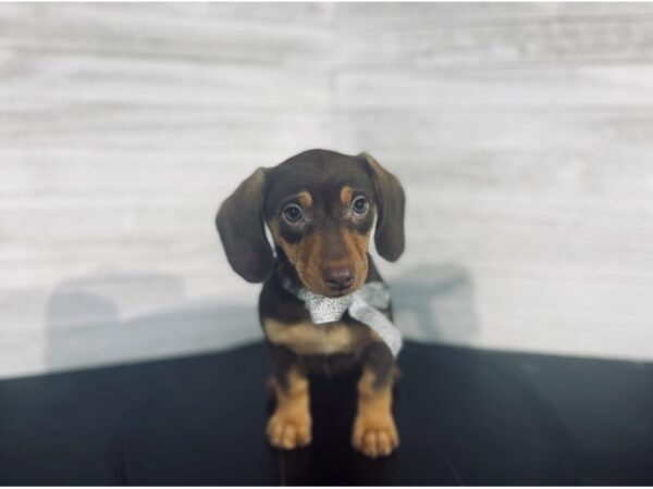Dachshund DOG Female Chocolate / Tan 4102 Petland Knoxville, Tennessee
