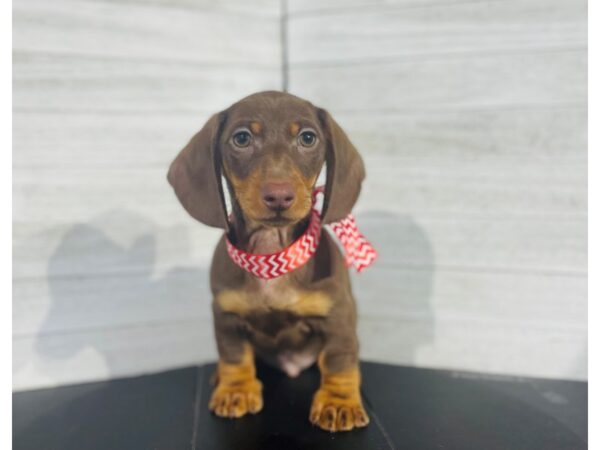 Dachshund-DOG-Male-Chocolate/ tan-4095-Petland Knoxville, Tennessee