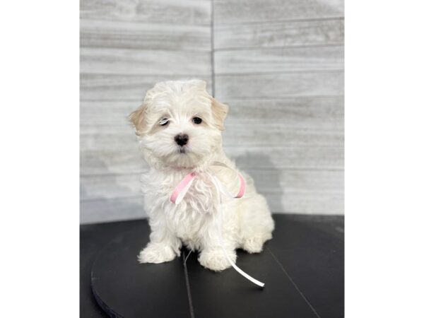 Maltese-DOG-Female-White-4074-Petland Knoxville, Tennessee
