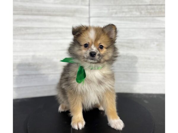 Pomeranian-DOG-Male-Sable / White-4097-Petland Knoxville, Tennessee