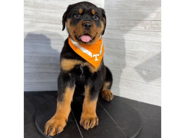 Rottweiler-DOG-Male-Black / Mahogany-4098-Petland Knoxville, Tennessee