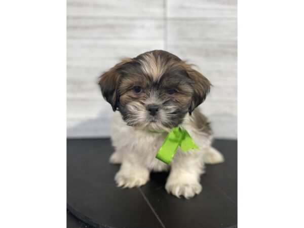 Shih Tzu-DOG-Male-Black Gold and White-4082-Petland Knoxville, Tennessee