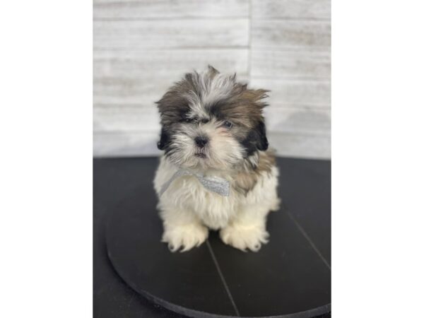 Shih Tzu-DOG-Male-Brown / White-4099-Petland Knoxville, Tennessee
