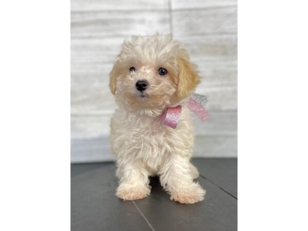 Poodle/Maltese-DOG-Female-Cream / White-4086-Petland Knoxville, Tennessee