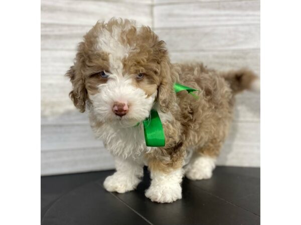 Mini Sheepadoodle-DOG-Male-Red-4107-Petland Knoxville, Tennessee