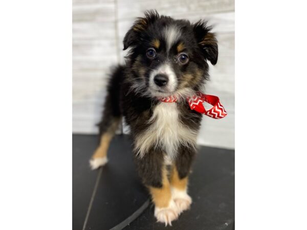 Mini Aussie-DOG-Male-Tri-Colored-4112-Petland Knoxville, Tennessee