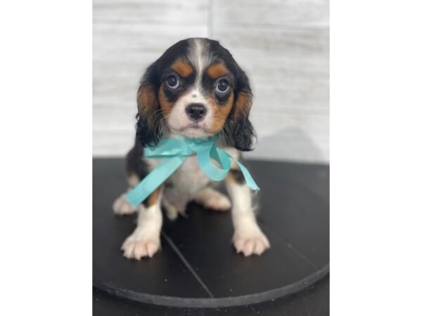 Cavalier King Charles Spaniel-DOG-Male-Tri-Colored-4133-Petland Knoxville, Tennessee