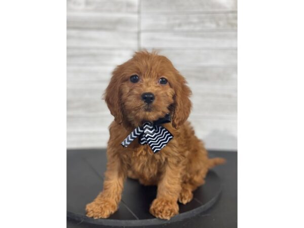 F1B Mini Goldendoodle-DOG-Female-RED-4139-Petland Knoxville, Tennessee