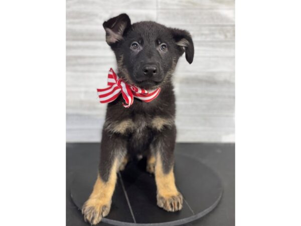 German Shepherd-DOG-Male-Black and Tan-4122-Petland Knoxville, Tennessee