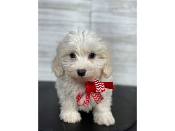 Maltipoo-DOG-Male-White / Cream-4130-Petland Knoxville, Tennessee