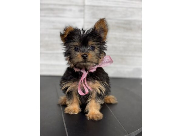 Yorkshire Terrier-DOG-Female-Black / Tan-4128-Petland Knoxville, Tennessee
