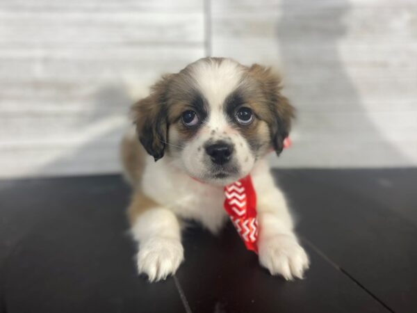 Cavazoo-DOG-Male-Gold / White-4126-Petland Knoxville, Tennessee
