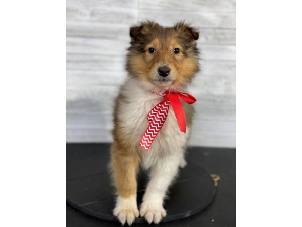 Collie-DOG-Female-Sable and White-4115-Petland Knoxville, Tennessee