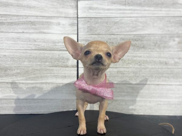 Chihuahua-DOG-Female-Cream-4114-Petland Knoxville, Tennessee