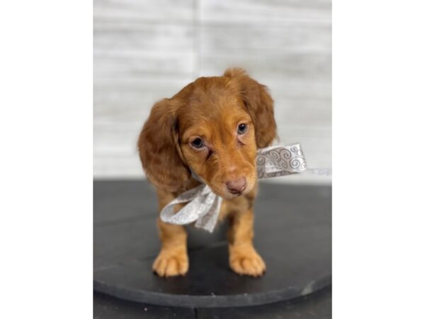 Dachshund-DOG-Female-Brown-4118-Petland Knoxville, Tennessee