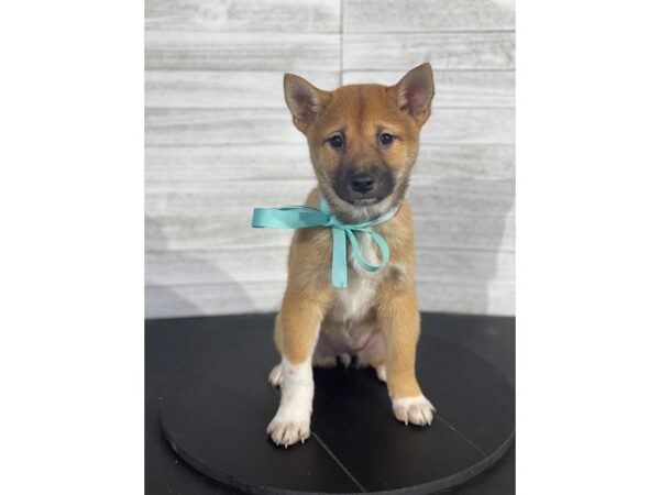 Shiba Inu-DOG-Female-Red Sesame-4123-Petland Knoxville, Tennessee