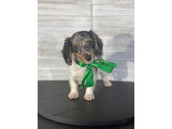 Dachshund-DOG-Male-Black / White-4143-Petland Knoxville, Tennessee
