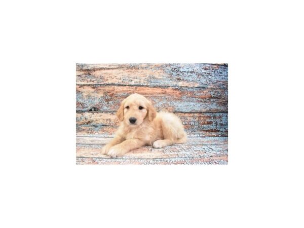 Goldendoodle DOG Male Golden 4152 Petland Knoxville, Tennessee