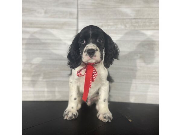 Cocker Spaniel-DOG-Male-Black and White-4153-Petland Knoxville, Tennessee
