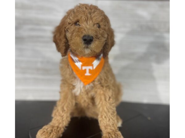 Standard Poodle DOG Male Apricot 4166 Petland Knoxville, Tennessee