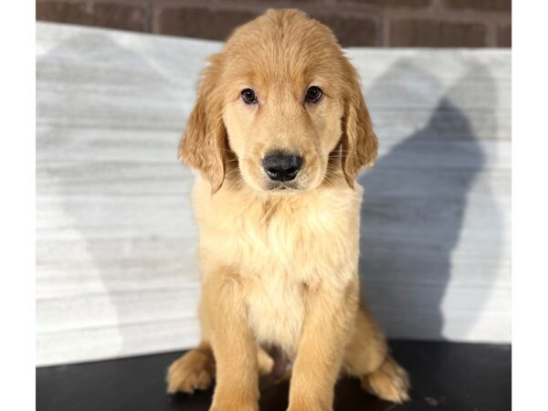 Golden Retriever-DOG-Male-Golden-4151-Petland Knoxville, Tennessee