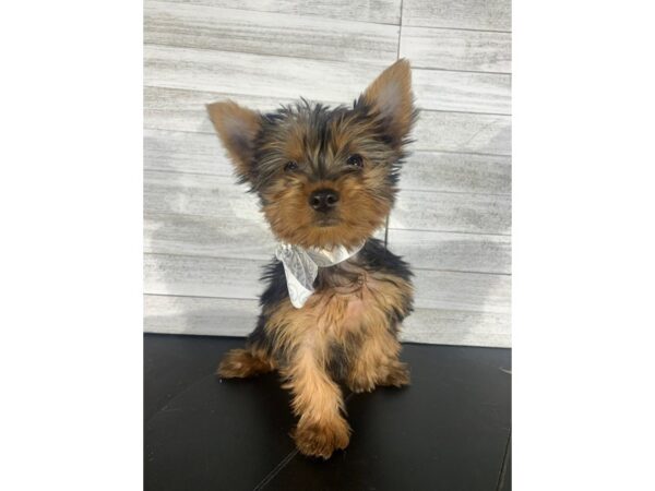 Yorkshire Terrier-DOG-Female-Black/Tan-4145-Petland Knoxville, Tennessee