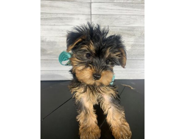 Yorkshire Terrier-DOG-Male-Black/Tan-4162-Petland Knoxville, Tennessee