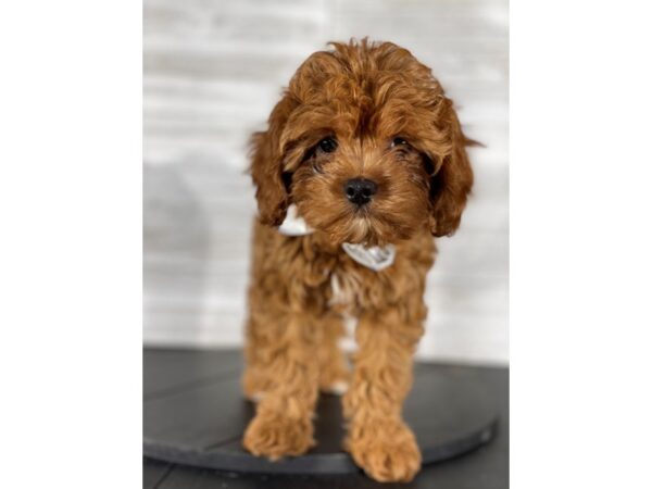 Cavapoo-DOG-Female-Red-4160-Petland Knoxville, Tennessee